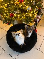 Chihuahua reutje, Dieren en Toebehoren, Honden | Chihuahua's en Gezelschapshonden, Reu, Chihuahua, 3 tot 5 jaar, Nederland