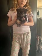 Pomeriaan pup te koop in belgie, België, Particulier, Keeshond, 8 tot 15 weken