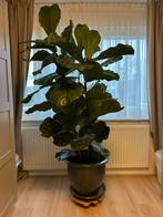 Ficus lyrata (vioolbladplant), Ophalen, Ficus, Halfschaduw, In pot