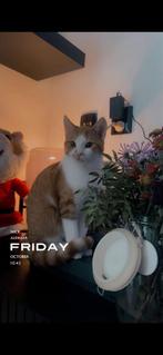 Kitten oranje/wit, Dieren en Toebehoren, Katten en Kittens | Raskatten | Korthaar, Poes, Ontwormd, 0 tot 2 jaar