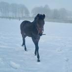 Super mooi, luxe en lief Kwpn hengstveulen., Hengst, Dressuurpaard, 0 tot 2 jaar