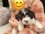 Lagotto Romagnolo puppy, Dieren en Toebehoren, Honden | Retrievers, Spaniëls en Waterhonden, Overige rassen, 8 tot 15 weken, Teef