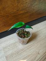 Syngonium "Lance leaf" plantje/stekje, Ophalen of Verzenden, Halfschaduw, Minder dan 100 cm