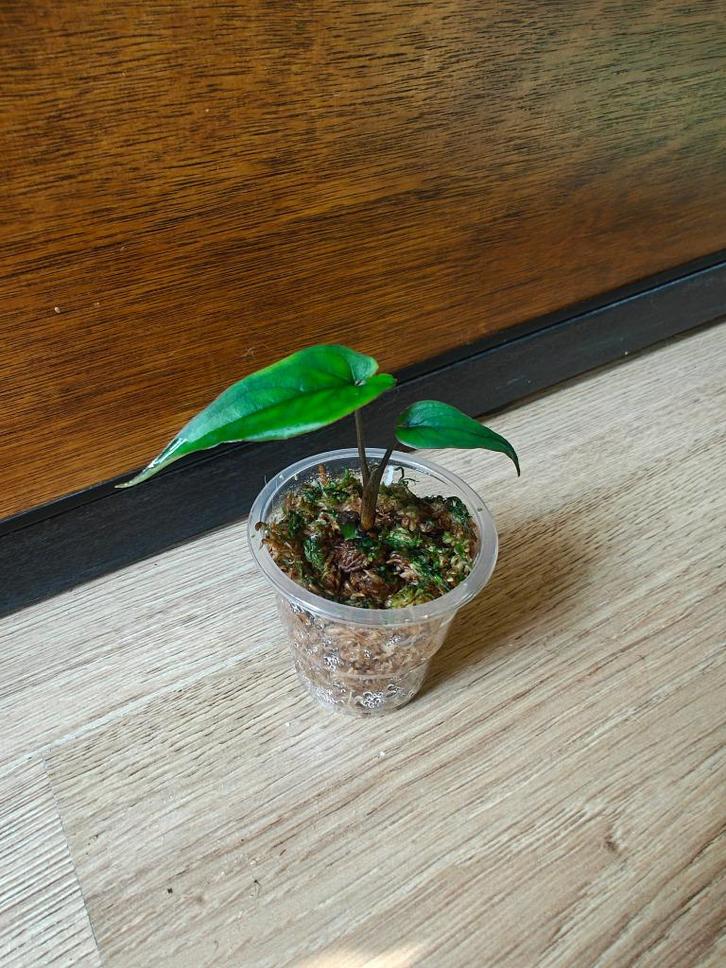 Syngonium "Lance leaf" plantje/stekje, Huis en Inrichting, Kamerplanten, Minder dan 100 cm, Halfschaduw, Ophalen of Verzenden