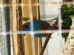 Roodwang blauw fazantje., Dieren en Toebehoren, Meerdere dieren, Tropenvogel