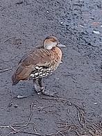 Koppel Cubaanse boomeenden, Meerdere dieren, Gans of Zwaan