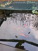 Vijvervissen . Plus filter en pomp ., Tuin en Terras, Vijvers, Ophalen