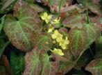 Elfenbloem (Epimedium)  bodembedekkend onder bomen/heester, Ophalen, Bodembedekkers, Vaste plant, Halfschaduw