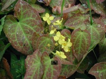 Elfenbloem (Epimedium)  bodembedekkend onder bomen/heester beschikbaar voor biedingen