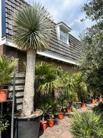 Yucca rostrata 200 cm stamhoogte, Ophalen, Zomer, Volle zon, Palmboom