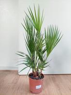 Washingtonia Robusta - Mexicaanse Waaierpalm H: 73 cm., Ophalen, Palm, Halfschaduw, Minder dan 100 cm