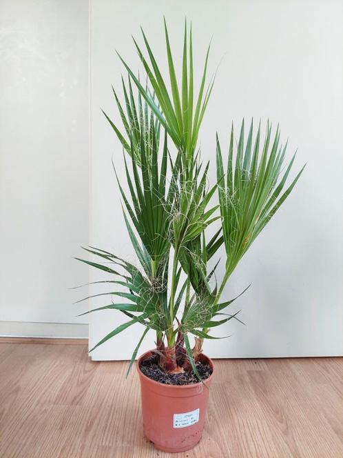 Washingtonia Robusta - Mexicaanse Waaierpalm H: 73 cm., Huis en Inrichting, Kamerplanten, Palm, Minder dan 100 cm, Groene kamerplant