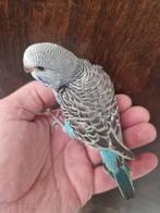 parkiet jong baby s grasparkieten volière, Dieren en Toebehoren, Vogels | Parkieten en Papegaaien, Meerdere dieren, Parkiet, Geringd