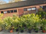 Palmbomen uitzoeken €20 3 voor €50, Tuin en Terras, Planten | Bomen, Volle zon, Ophalen of Verzenden, 100 tot 250 cm, Zomer