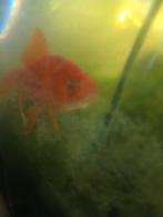 Hoi ik ben een mooie goudvis wie wil mij  gratis hebben, Goudvis(sen)