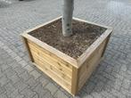 Aanbieding : olijfboom 30/40 in houten bloembak compleet!!!, Ophalen of Verzenden, Olijfboom, 250 tot 400 cm, Zomer