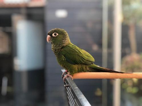 Pyrhurra van ongeveer 1 jaar oud incl. kooi, Dieren en Toebehoren, Vogels | Parkieten en Papegaaien, Parkiet, Geslacht onbekend