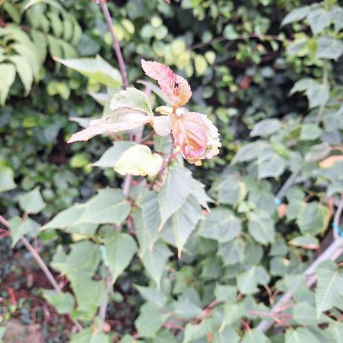 Slangenhuid esdoorn, Tuin en Terras, Planten | Tuinplanten, Overige soorten, Ophalen
