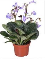 Streptocarpus plantjes 2,50 per stuk, Huis en Inrichting, Ophalen of Verzenden