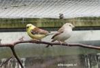 GOUDMUSSEN BRUINRUG, Meerdere dieren, Tropenvogel, Geringd