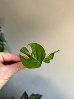 Epipremnum pinnatum marble variegata, stek, zie adv., Ophalen of Verzenden, Halfschaduw, Minder dan 100 cm