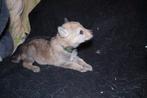 Tsjecho-Slowaakse Wolfhond puppies te koop, Dieren en Toebehoren, Particulier, Overige rassen, 8 tot 15 weken, Buitenland