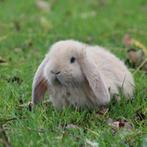 Raszuivere jonge Franse Hangoor koppels van zorgboerderij, Dieren en Toebehoren, Konijnen, Meerdere dieren, Dwerg, Hangoor, 0 tot 2 jaar
