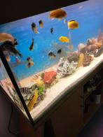 koppel careleus yellow malawicihlide 10cm te koop, Vis, Zoetwatervis