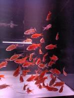 Prachtbarbeel super red, Vis