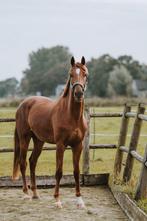 Paard te lease aangeboden – lieve ruin met hart van goud, Ophalen