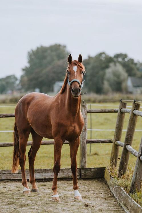 Paard te lease aangeboden – lieve ruin met hart van goud, Dieren en Toebehoren, Paarden en Pony's | Verzorgingsproducten, Ophalen