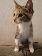 Zeer lief katje zoekt heel goed thuis, Dieren en Toebehoren, Ophalen, Zo goed als nieuw
