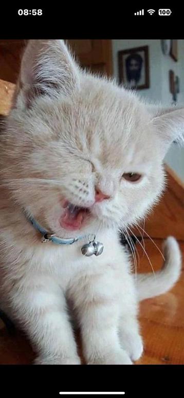 Liefdevolle betrouwbare kattenoppas velp/arnhem beschikbaar voor biedingen