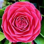 Bosvarens, Hortensia's, aardbeien, Camellia Reticulata,, Tuin en Terras, Planten | Tuinplanten, Volle zon, Vaste plant, Zomer