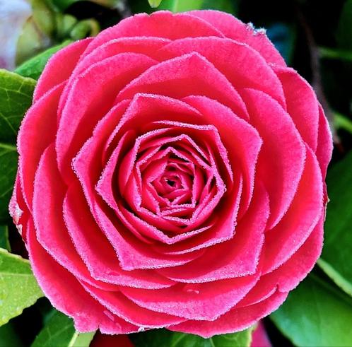 Bosvarens, Hortensia's, aardbeien, Camellia Reticulata,, Tuin en Terras, Planten | Tuinplanten, Vaste plant, Overige soorten, Volle zon