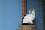 Lieve X Maine Coon kittens, Dieren en Toebehoren, Meerdere dieren, Ontwormd, 0 tot 2 jaar