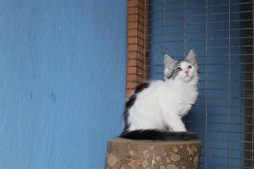 Lieve X Maine Coon kittens, Dieren en Toebehoren, Katten en Kittens | Raskatten | Langhaar, Meerdere dieren, 0 tot 2 jaar, Ontwormd