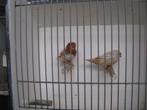 koppel oranjeborst isabel zebravinken, Dieren en Toebehoren, Vogels | Overige Vogels, Meerdere dieren