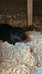 Cavia beertje, Dieren en Toebehoren, Knaagdieren, Juli, Mannelijk, Cavia
