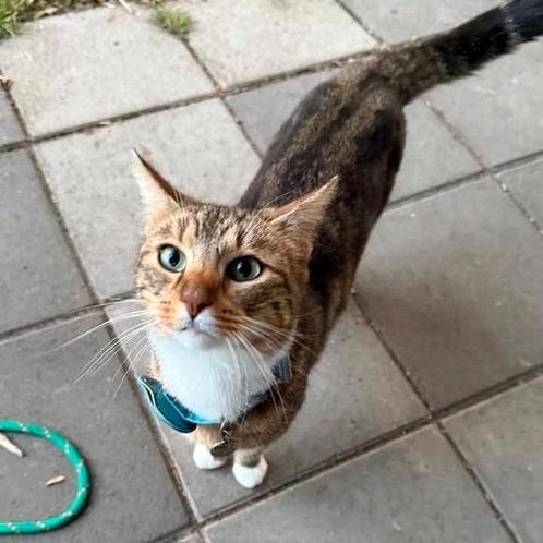 Europese korthaar, Dieren en Toebehoren, Katten en Kittens | Raskatten | Korthaar, Poes, 3 tot 5 jaar, Gechipt, Ontwormd, Ingeënt