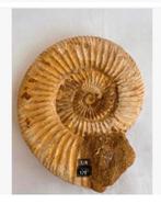 Grote ammoniet Marokko in folie beschermlijst, Verzamelen, Mineralen en Fossielen, Ophalen of Verzenden, Fossiel