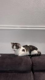 Kat, Ophalen of Verzenden, Gebruikt