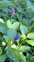 Blauwe slangenkruid (Stachytarpheta urticifolia), Ophalen of Verzenden, Zomer, Volle zon