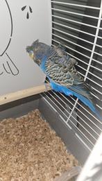 Blackface hagoromo split Blackwing man, Mannelijk, Parkiet