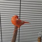 Kanarie, Dieren en Toebehoren, Mannelijk, Zangkanarie