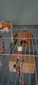 Te koop 2 agapornis met kooi, Dieren en Toebehoren