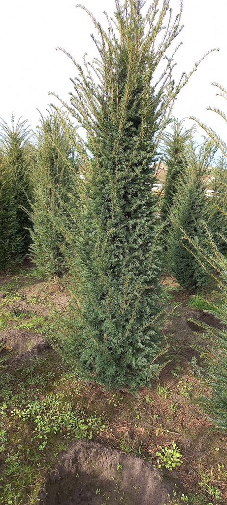Mooie volle Taxus baccata 80 cm tot 275 cm, Tuin en Terras, Planten | Bomen, Bloeit niet, Halfschaduw, 100 tot 250 cm, Overige soorten