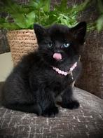 Blauwe Rus kitten poesje, Dieren en Toebehoren, Meerdere dieren