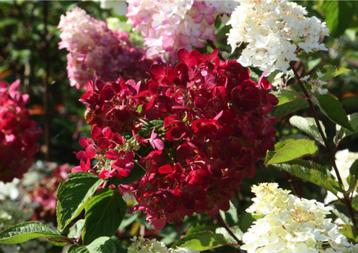 Hydrangea paniculata Diamond Rouge, prachtige pluimhortensia beschikbaar voor biedingen