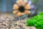 Super Tijger garnalen | Caridina mariae shrimps, Dieren en Toebehoren, Vissen | Aquariumvissen, Zoetwatervis, Kreeft, Krab of Garnaal